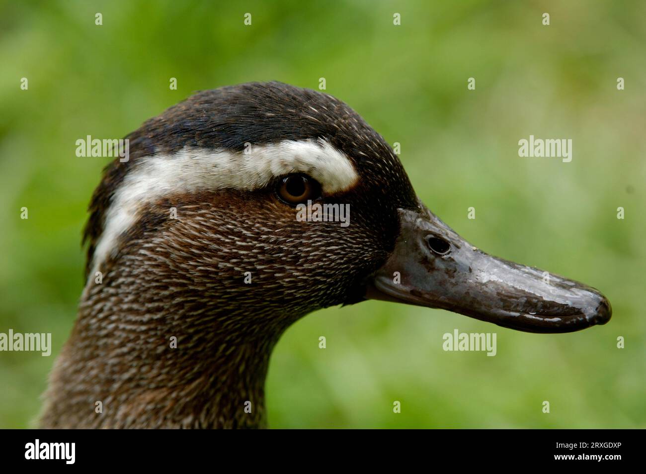 Garganey, maschio (Querquedula querquedula), Garganey (Anas querquedula), maschio, laterale, lato Foto Stock