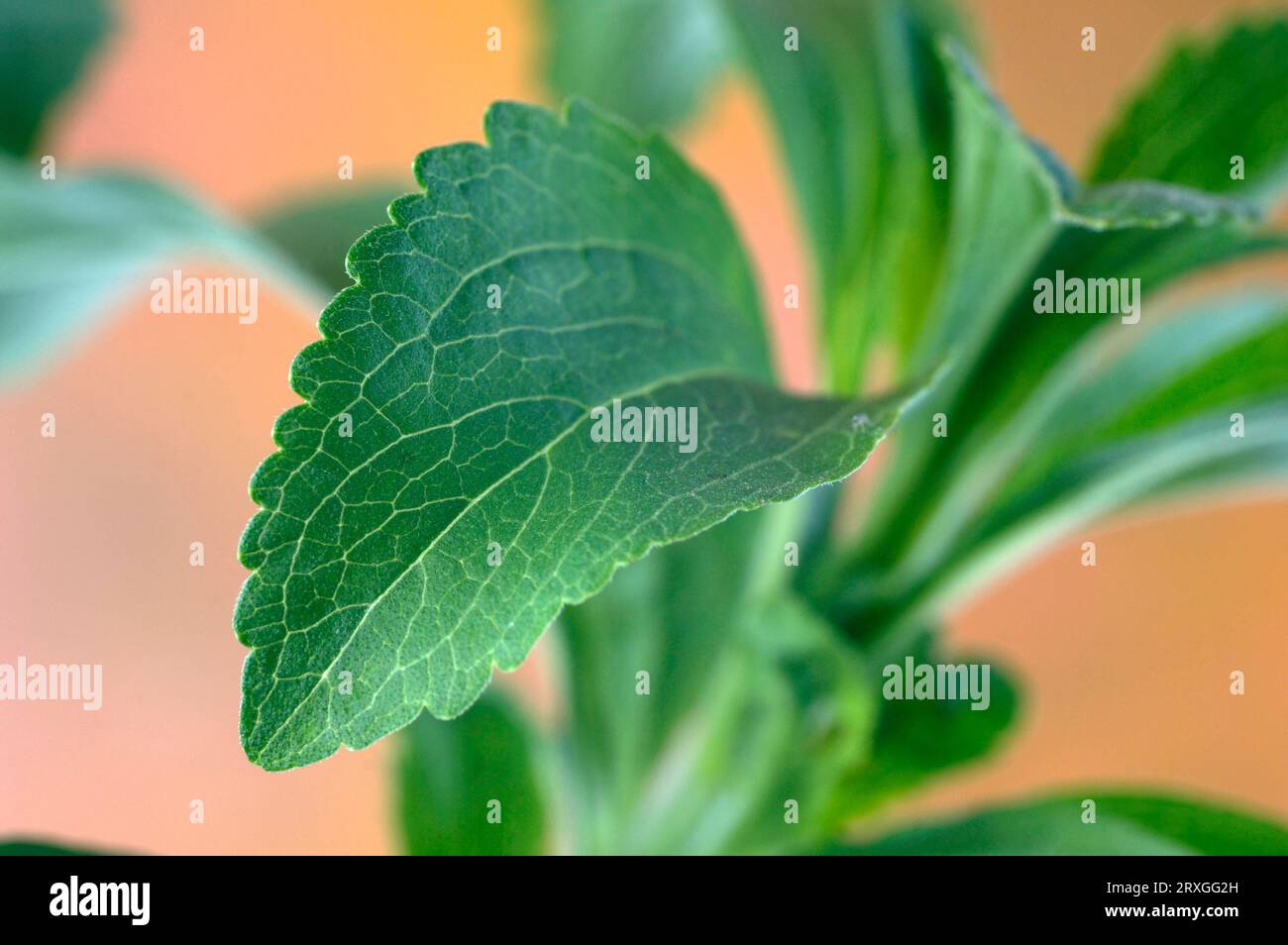 Miele dolce, erbe dolci, foglia di zucchero (Stevia rebaudiana) Foto Stock
