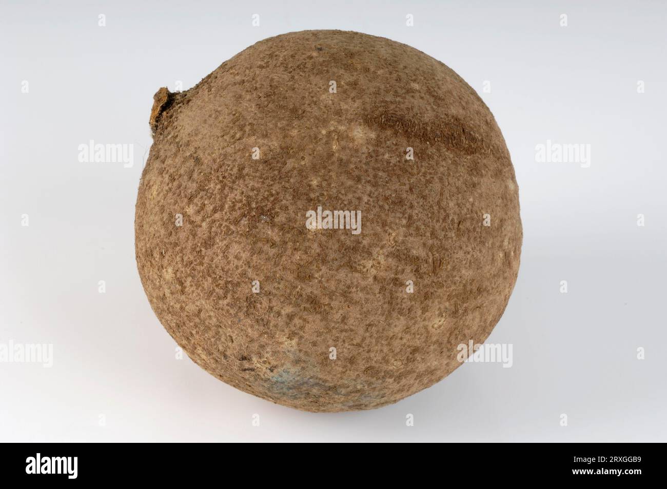 Mamey sapote (Pouteria sapota) (Sapotaceae) Foto Stock