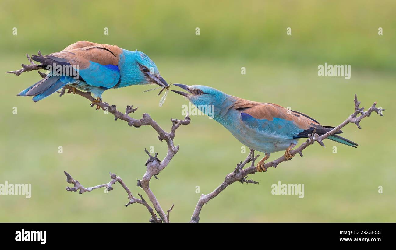 Blue Roller, coppia di rullini europei (Coracias garrulus), corteggiamento, consegna del regalo della sposa, seduto insieme su un roost, Parco Nazionale Kiskunsag Foto Stock