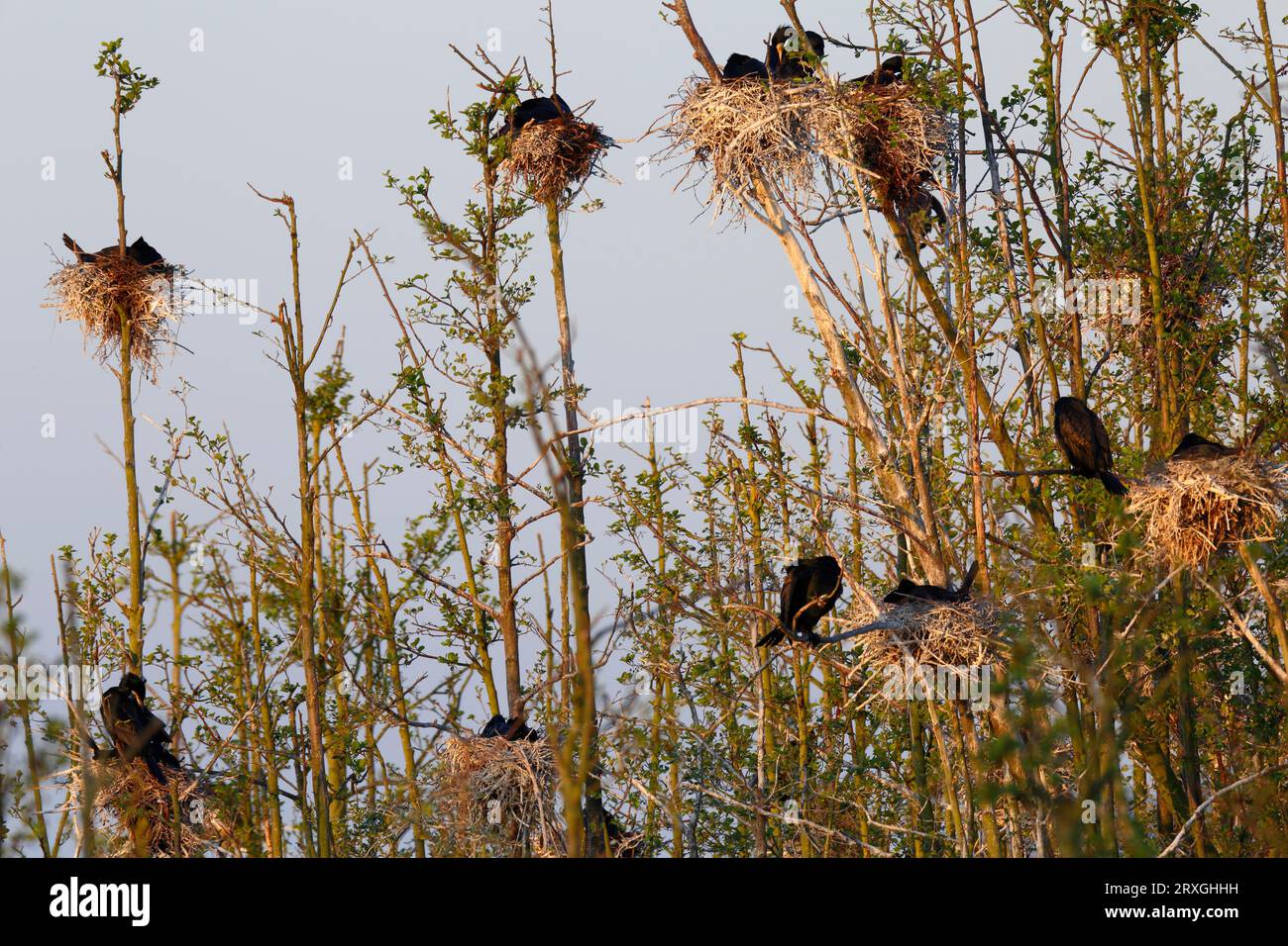 Grande cormorano (Phalacrocorax carbo), colonia di riproduzione nella riserva naturale di Großer Rosin, parco naturale Peenetal River Landscape, Meclemburgo-Ovest Foto Stock