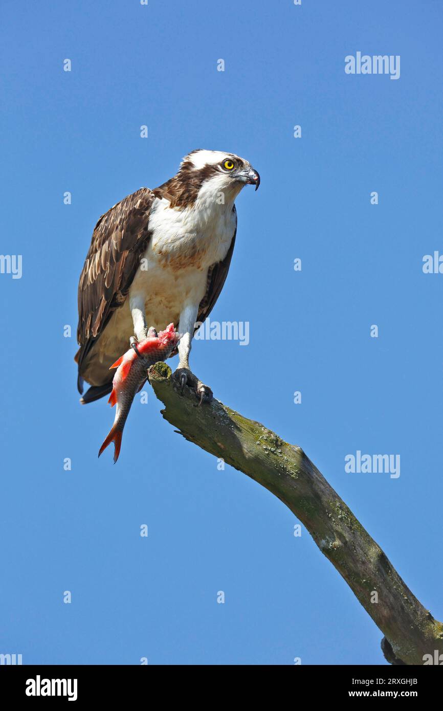 Falco pescatore occidentale (Pandion haliaetus), seduto su un ramo e mangiando un pesce, Naturpark Flusslandschaft Peenetal, Meclemburgo-Pomerania occidentale, Germania Foto Stock