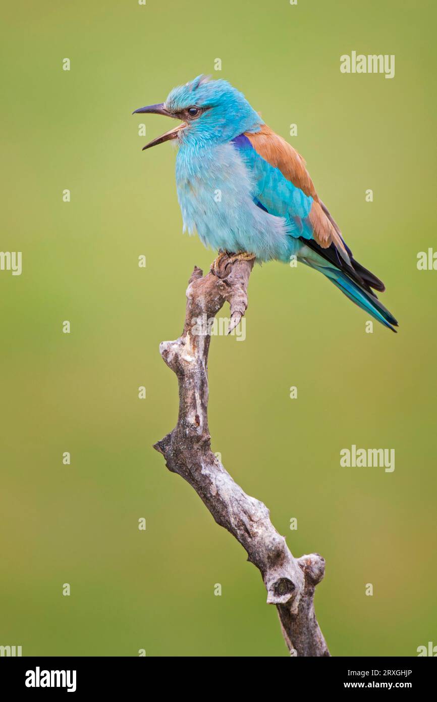 Blue Roller, tribunale europeo (Coracias garrulus), arroccato e chiamato, Parco Nazionale Kiskunsag, Ungheria Foto Stock