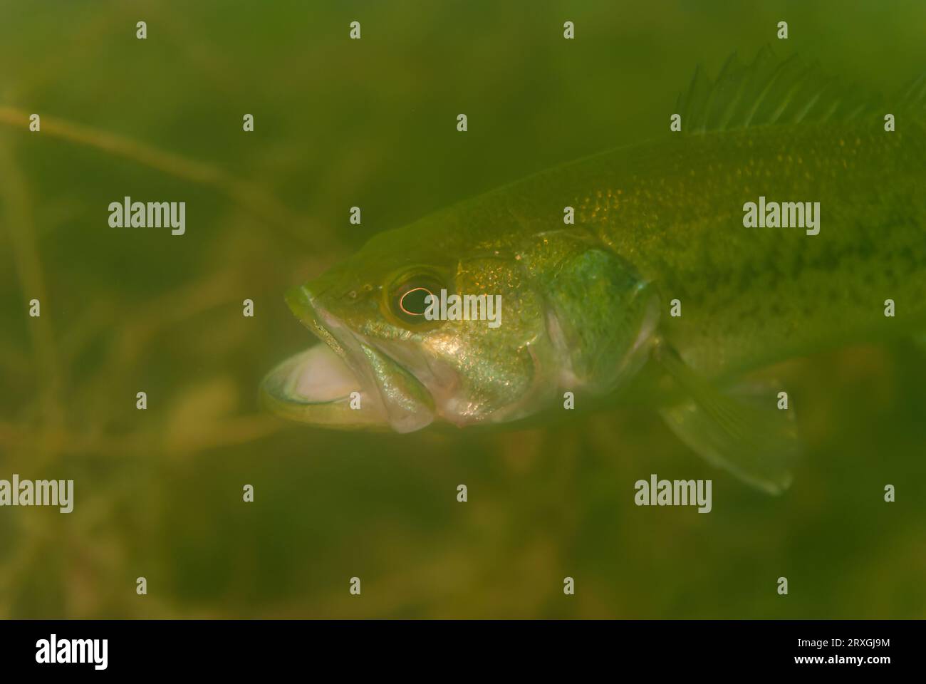 Largemouth Bass Micropterus salmoides con bocca larga e ampia Foto Stock