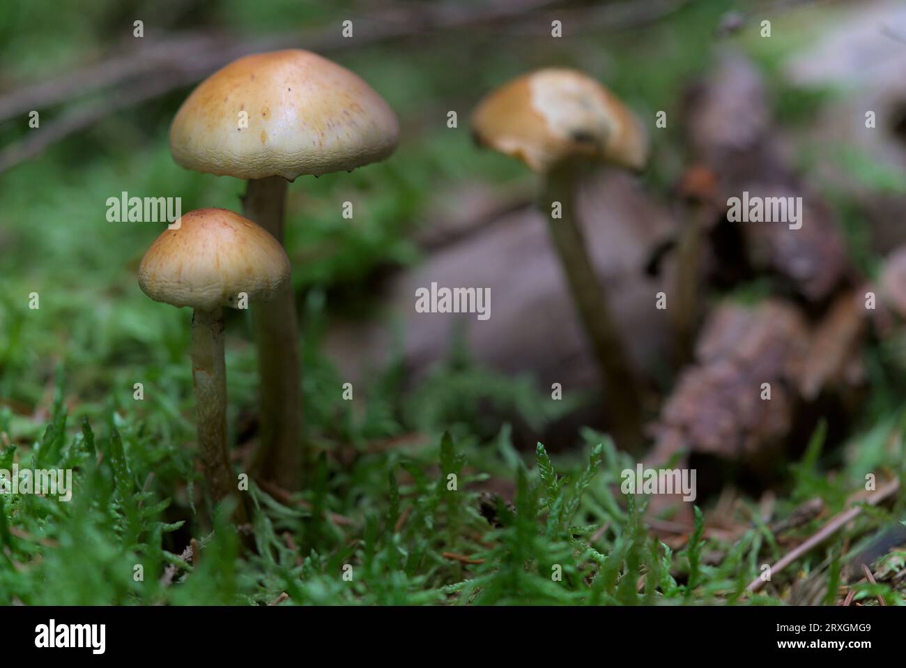 Funghi piccoli e mortali, ifoloma facolturato (ifoloma fasciculare). Foto Stock