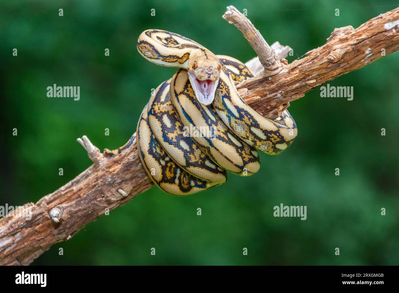 Tiger reticolò Python, Python reticulatus, da Gary Carter a Mcleansville, NC. Foto Stock