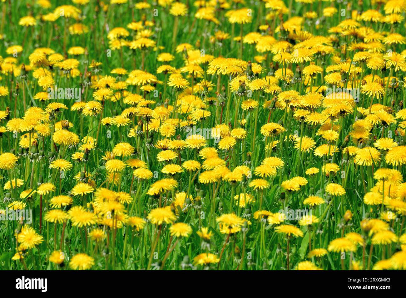 Diversi bellissimi dandelions gialli sulla natura Foto Stock