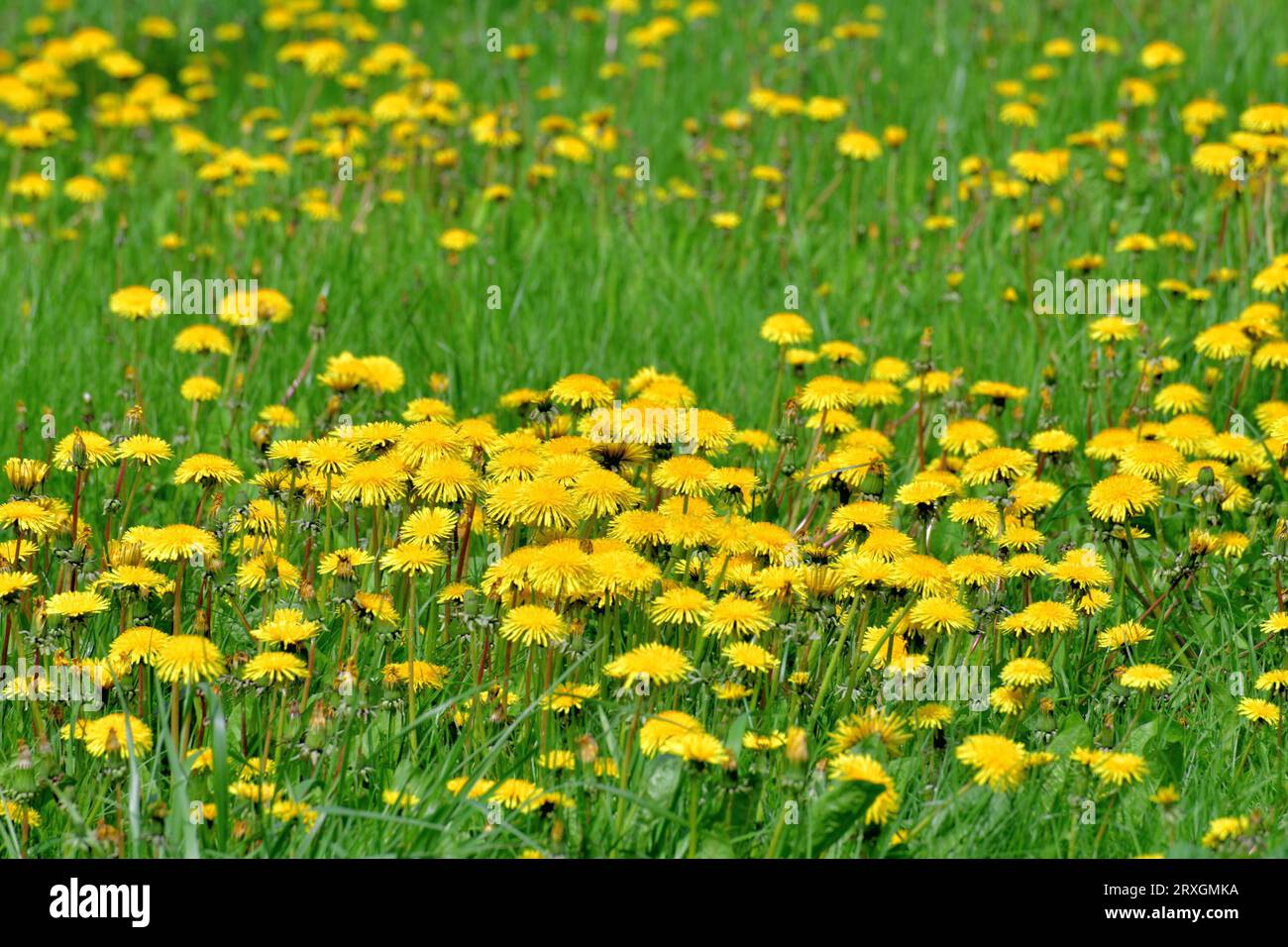 Diversi bellissimi dandelions gialli sulla natura Foto Stock