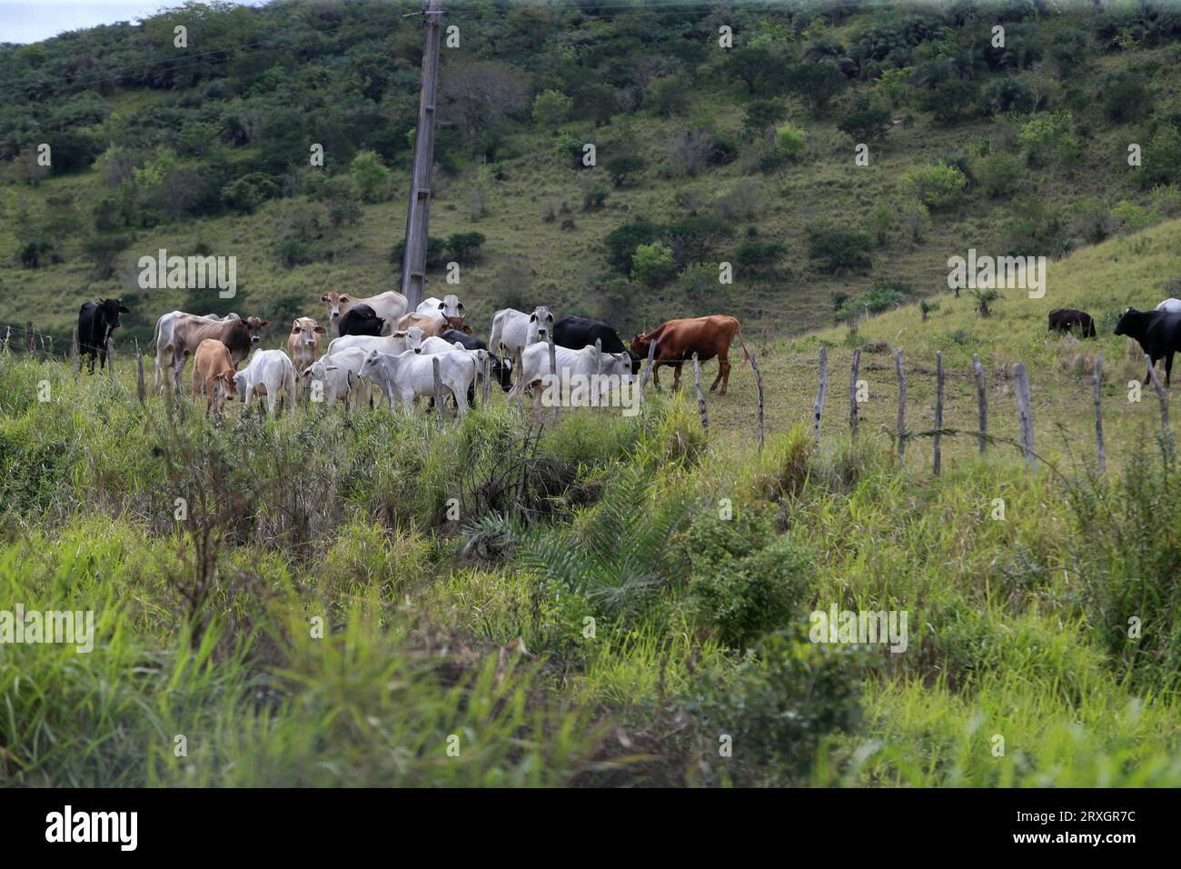 feira de santana, bahia, brasile - 4 settembre 2022: Allevamento di bestiame in un'area del bioma caatinga nel nord-est del Brasile. Foto Stock