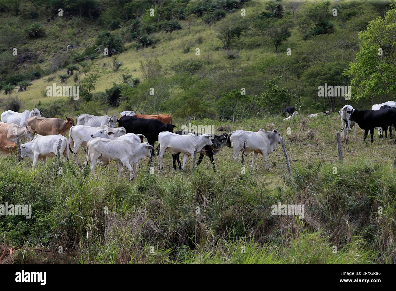 feira de santana, bahia, brasile - 4 settembre 2022: Allevamento di bestiame in un'area del bioma caatinga nel nord-est del Brasile. Foto Stock