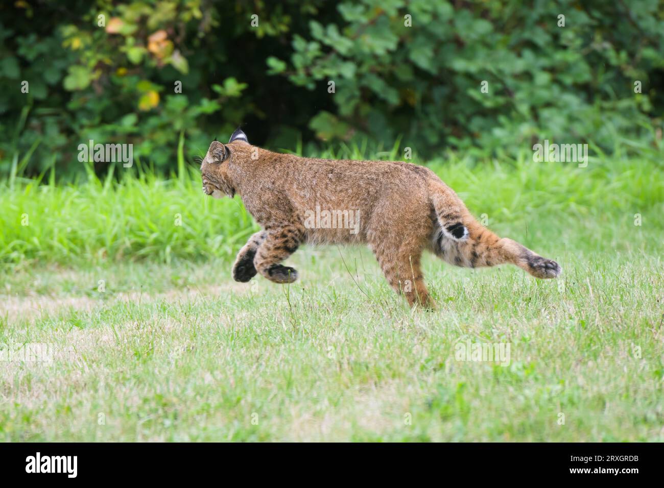 bobcat selvaggio che corre attraverso il giardino periferico alla luce del giorno Foto Stock