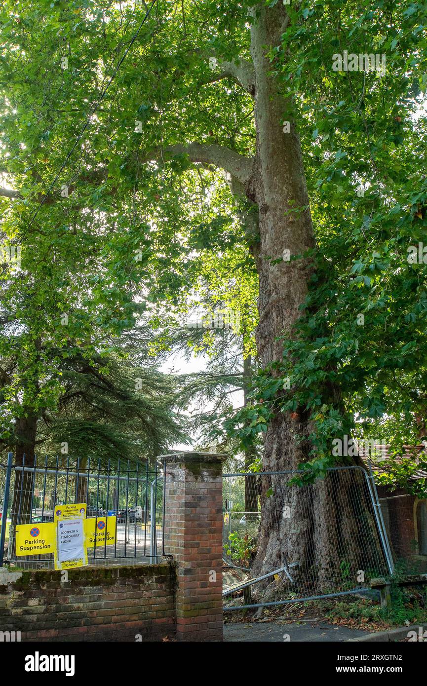 Marlow, Regno Unito. 25 settembre 2023. Uno splendido London Plane Tree a Marlow, Buckinghamshire, è da abbattere. L'albero, che si ritiene abbia circa 280 anni, si trova nel parcheggio di Pound Lane vicino all'Higginson Park. Parte del tronco dell'albero è stato recentemente acceso e nella cavità dell'albero è stato trovato anche un fungo a staffa. A seguito di un'indagine del Consiglio del Buckinghamshire, hanno deciso di cadere l'albero molto amato (nella foto). La strada accanto ad essa rimane chiusa, così come gran parte del parcheggio. Credito: Maureen McLean/Alamy Live News Foto Stock