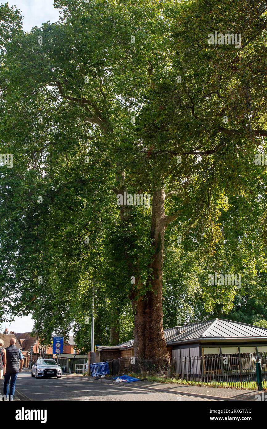 Marlow, Regno Unito. 25 settembre 2023. Uno splendido London Plane Tree a Marlow, Buckinghamshire, è da abbattere. L'albero, che si ritiene abbia circa 280 anni, si trova nel parcheggio di Pound Lane vicino all'Higginson Park. Parte del tronco dell'albero è stato recentemente acceso e nella cavità dell'albero è stato trovato anche un fungo a staffa. A seguito di un'indagine del Consiglio del Buckinghamshire, hanno deciso di cadere l'albero molto amato. La strada accanto ad essa rimane chiusa, così come gran parte del parcheggio. Credito: Maureen McLean/Alamy Live News Foto Stock