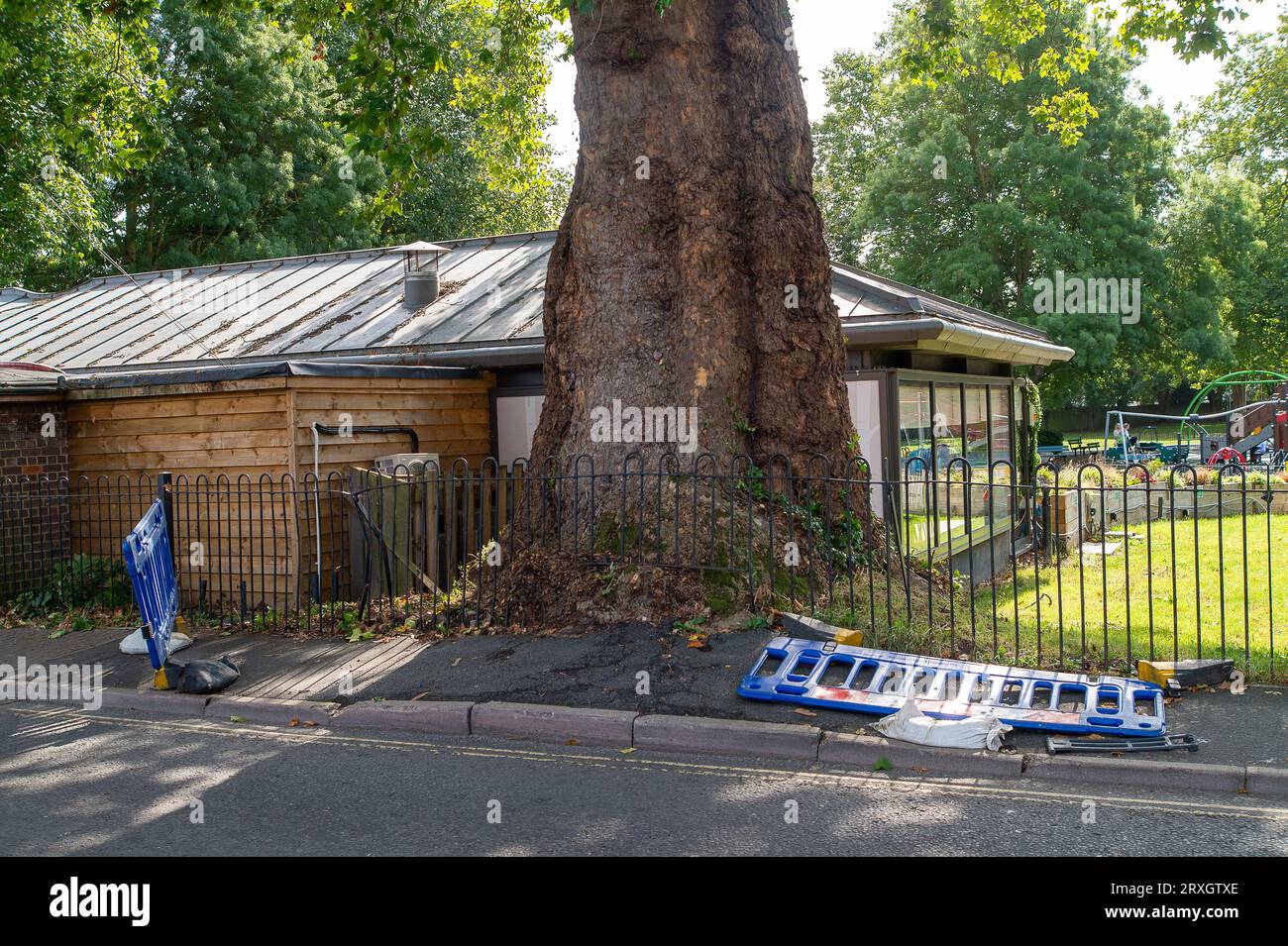 Marlow, Regno Unito. 25 settembre 2023. Uno splendido London Plane Tree a Marlow, Buckinghamshire, è da abbattere. L'albero, che si ritiene abbia circa 280 anni, si trova nel parcheggio di Pound Lane vicino all'Higginson Park. Parte del tronco dell'albero è stato recentemente acceso e nella cavità dell'albero è stato trovato anche un fungo a staffa. A seguito di un'indagine del Consiglio del Buckinghamshire, hanno deciso di cadere l'albero molto amato. La strada accanto ad essa rimane chiusa, così come gran parte del parcheggio. Credito: Maureen McLean/Alamy Live News Foto Stock