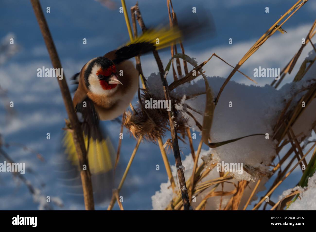uccello goldfinch nel paesaggio invernale Foto Stock