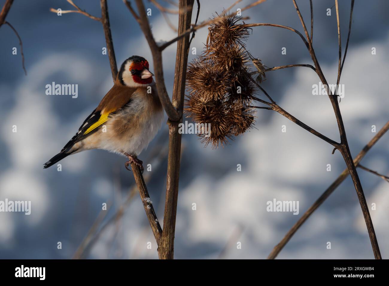 uccello goldfinch nel paesaggio invernale Foto Stock