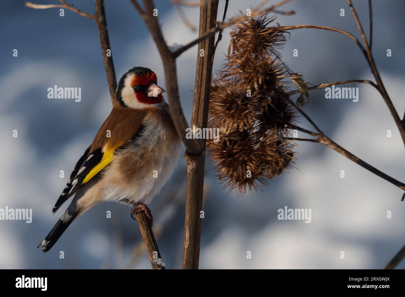 uccello goldfinch nel paesaggio invernale Foto Stock