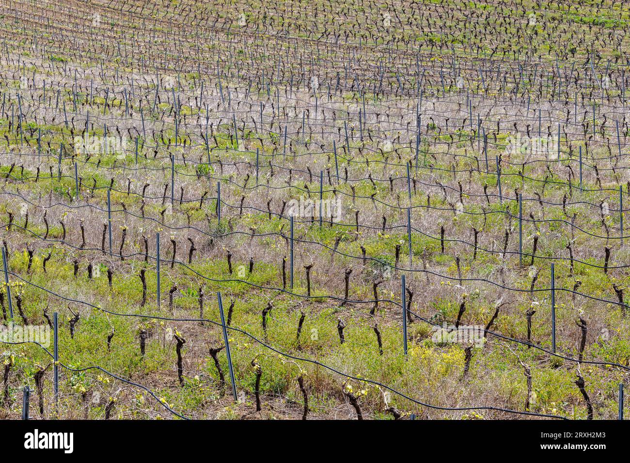 Paesaggio agricolo primaverile sotto la storica città di Salemi, sull'isola di Sicilia, Italia Foto Stock