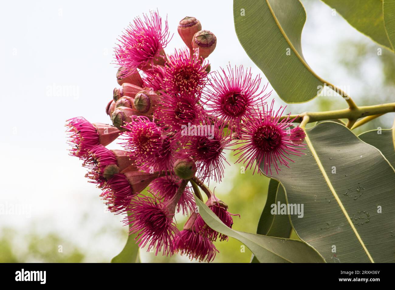 Fiori e foglie di eucalipto phytocarpa Foto Stock