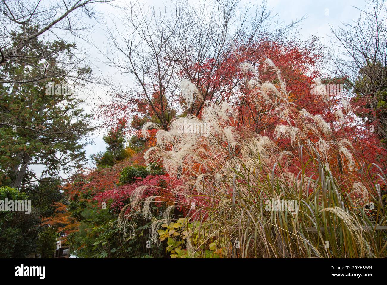 Scenario della campagna in autunno in Giappone. Si possono vedere miscanto, foglie autunnali e alberi. Foto Stock