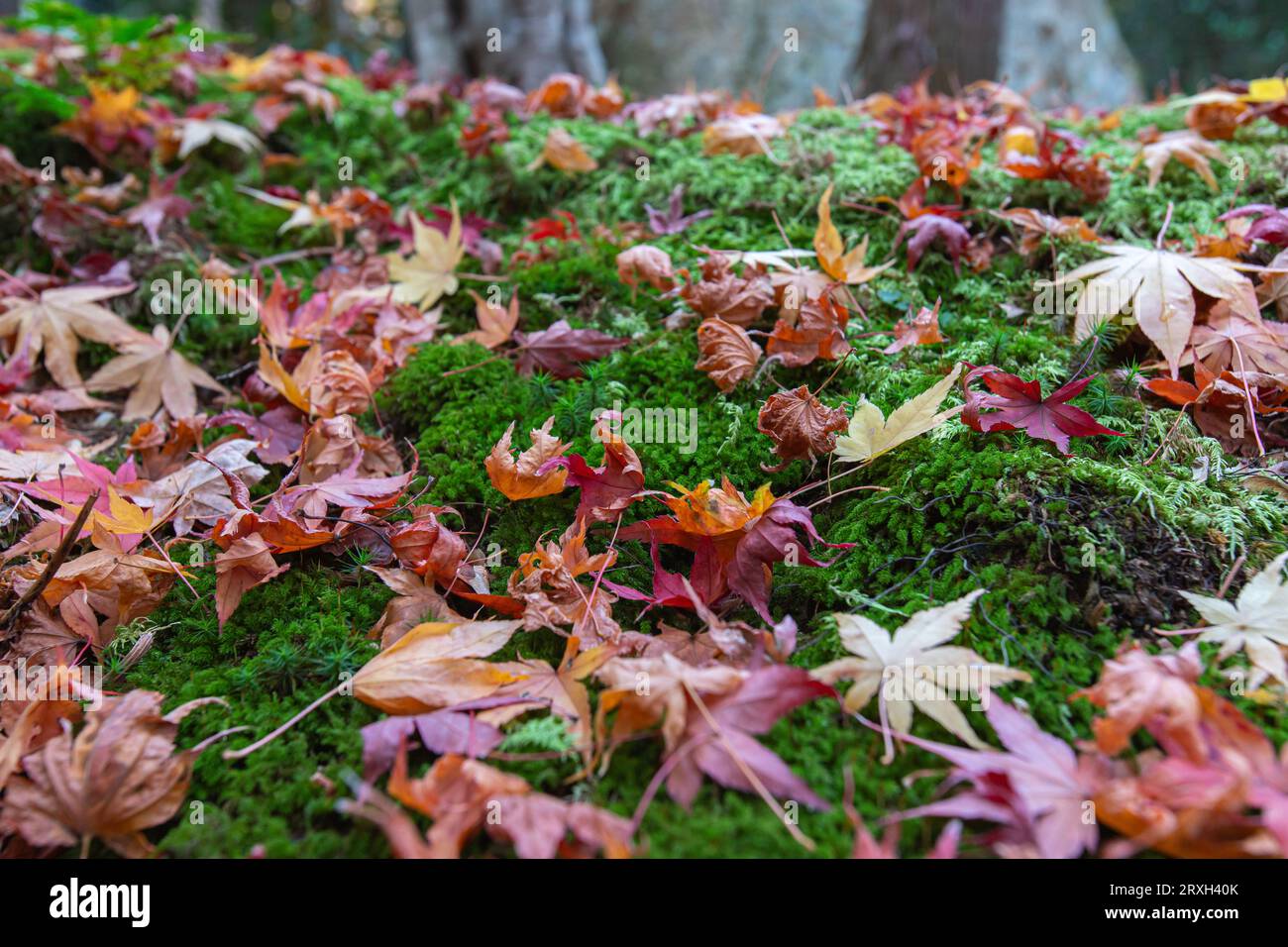 Le foglie autunnali cadono a terra nella foresta in autunno o in inverno, nella stagione fredda. Foto Stock