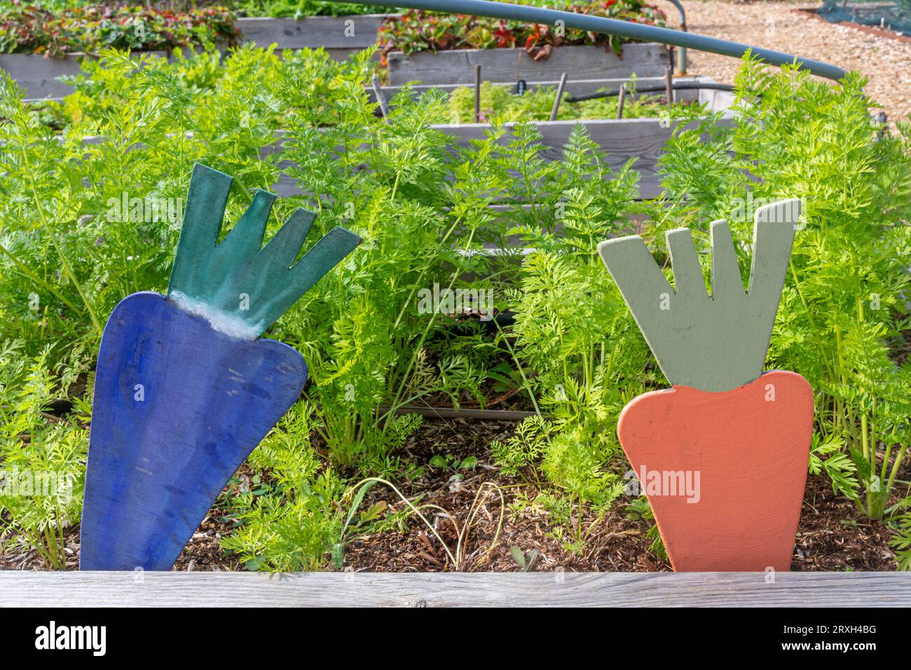 Piante di carote che crescono in un giardino comunale con grandi ritagli di carote Foto Stock