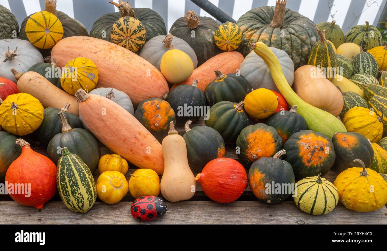 Selezione di zucche e zucche, autunno autunnale, verdure coltivate in casa a halloween. Buongustai colorati assortiti. Foto Stock