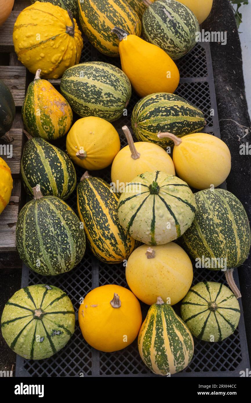 Selezione di zucche e zucche, autunno autunnale, verdure coltivate in casa a halloween. Buongustai colorati assortiti. Foto Stock