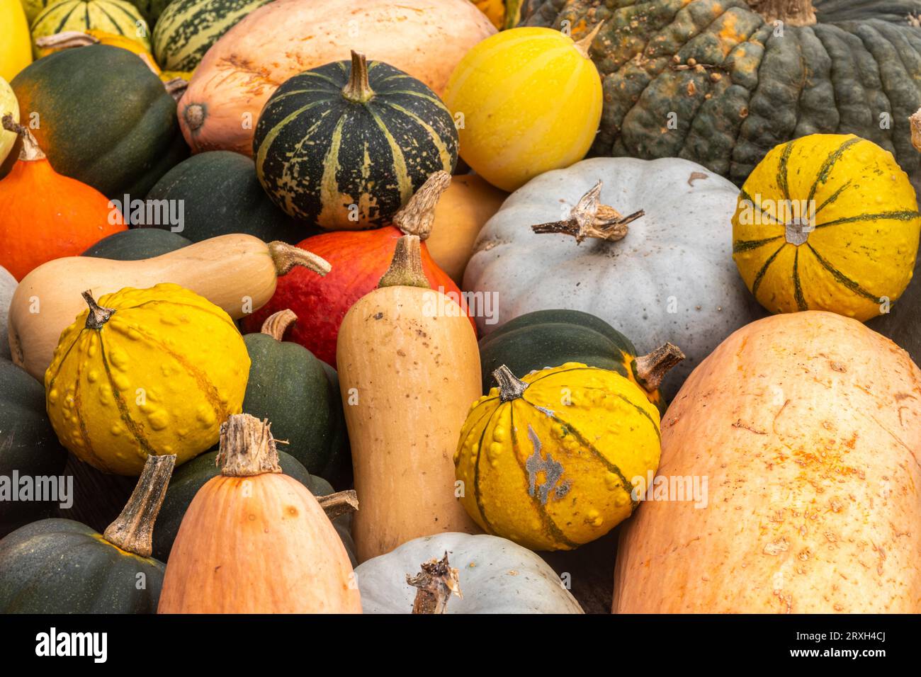 Selezione di zucche e zucche, autunno autunnale, verdure coltivate in casa a halloween. Buongustai colorati assortiti. Foto Stock