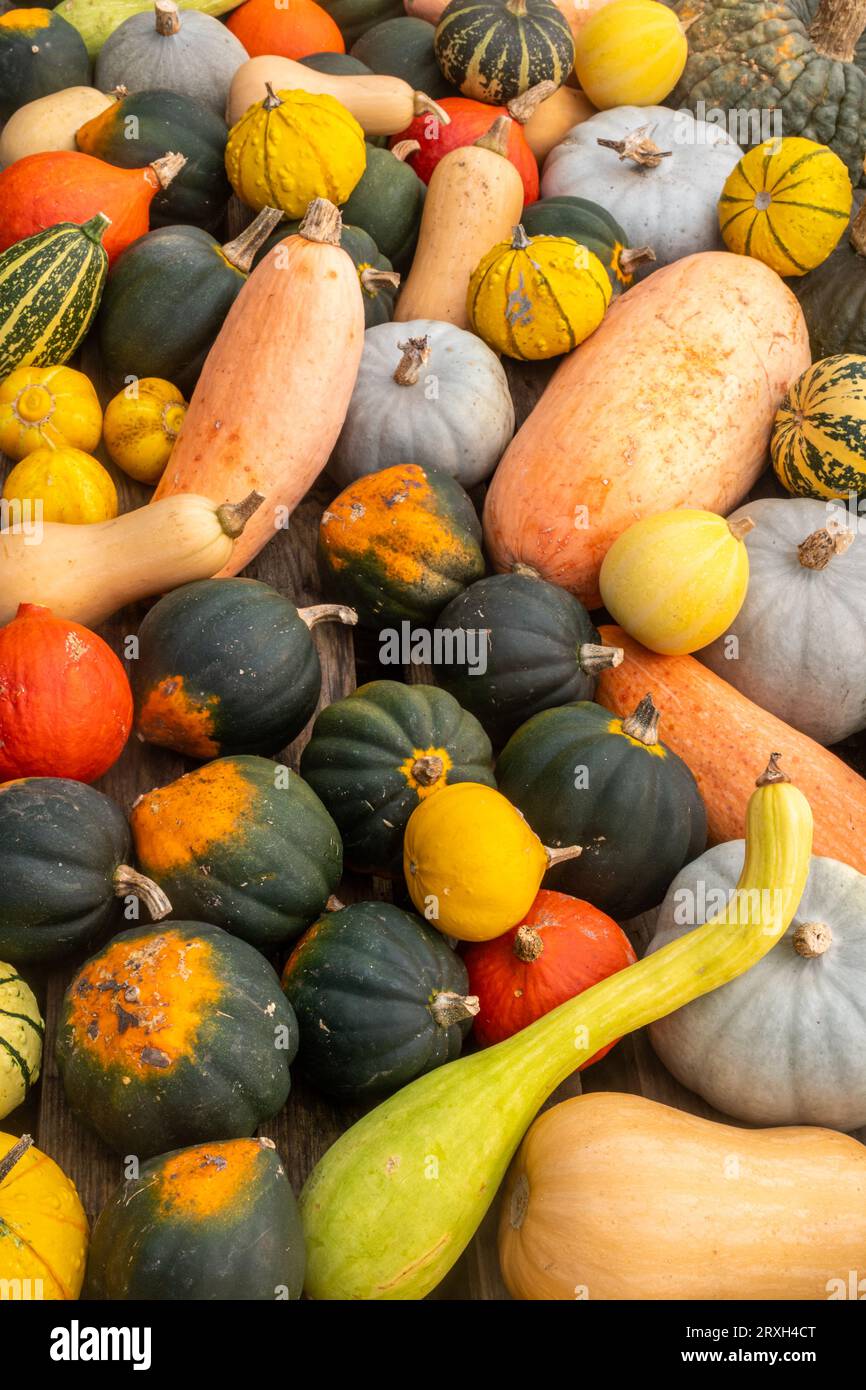 Selezione di zucche e zucche, autunno autunnale, verdure coltivate in casa a halloween. Buongustai colorati assortiti. Foto Stock