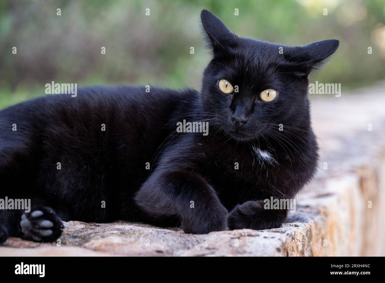 Via gatti Foto Stock