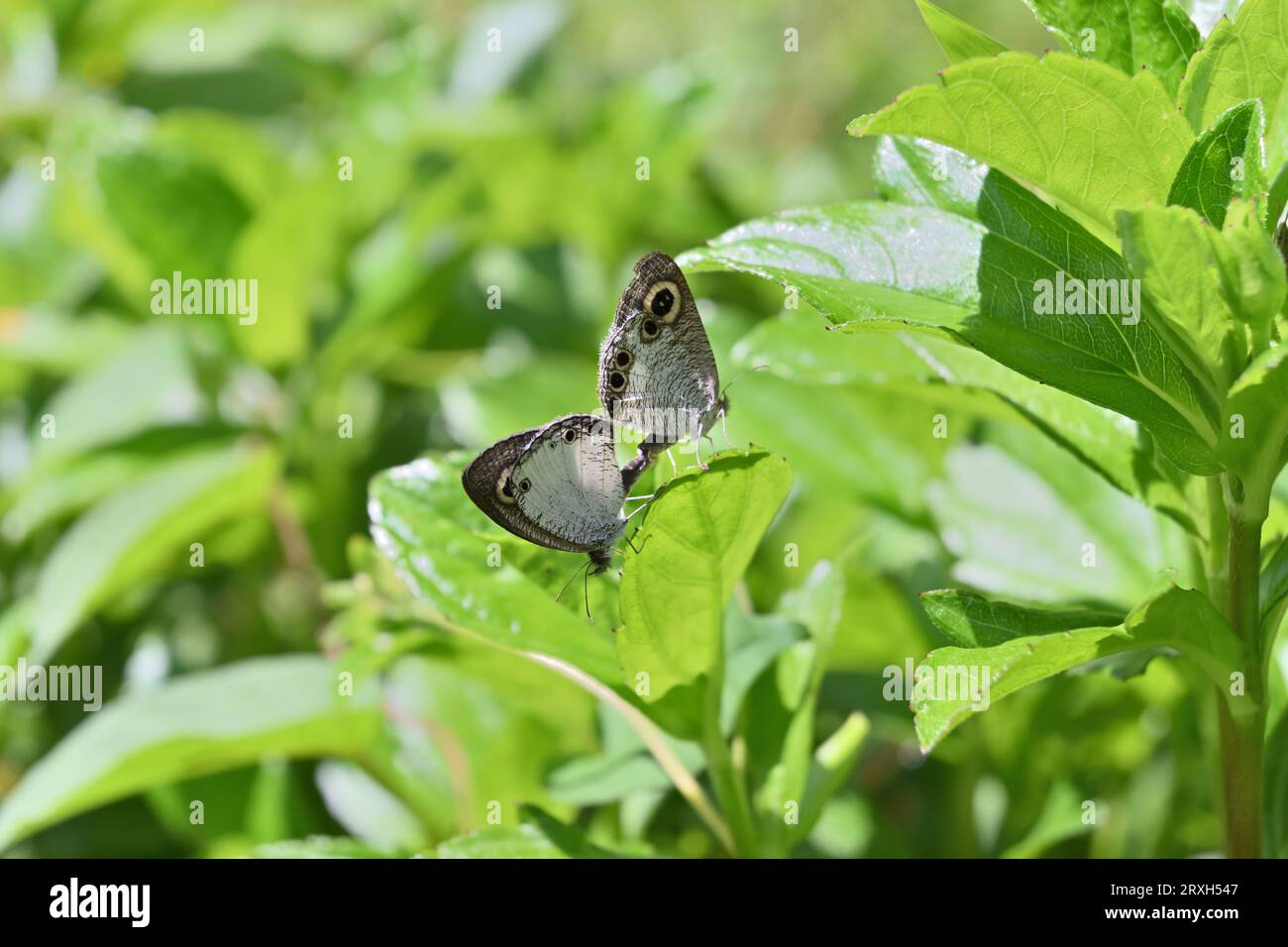 Due farfalle bianche a quattro anelli (Ypthima Ceylonica) che si accoppiano su un bordo a margherita di Singapore Foto Stock