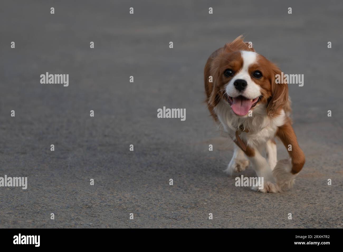 Un cane Cavalier King Charles Spaniel puro senza guinzaglio che corre all'aperto sull'asfalto di cemento Foto Stock