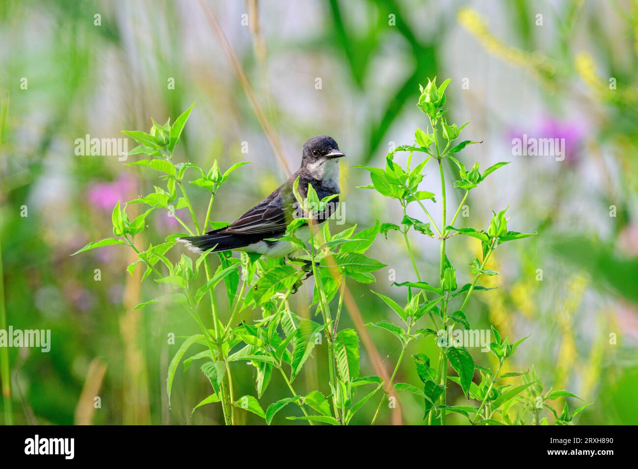 Eastern Kingbird in pianta nel bosco Foto Stock