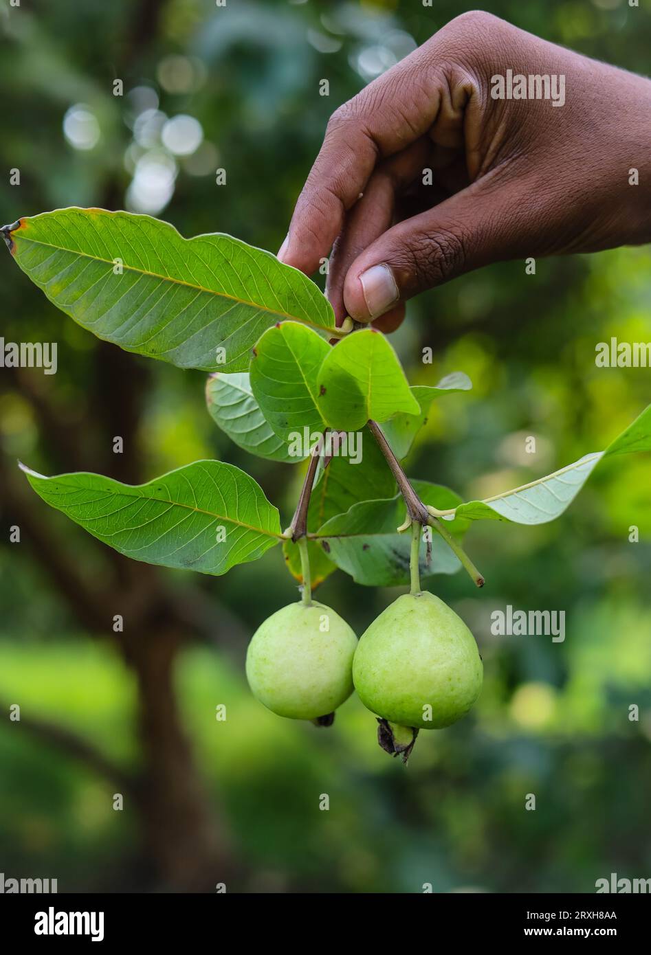 Primo piano del mazzo di guava maturato isolato sul giardiniere. Frutta di guava. Guavas isolate a portata di mano. Guava a portata di mano. Giardino Guavas. Giardino di frutta. Foto Stock