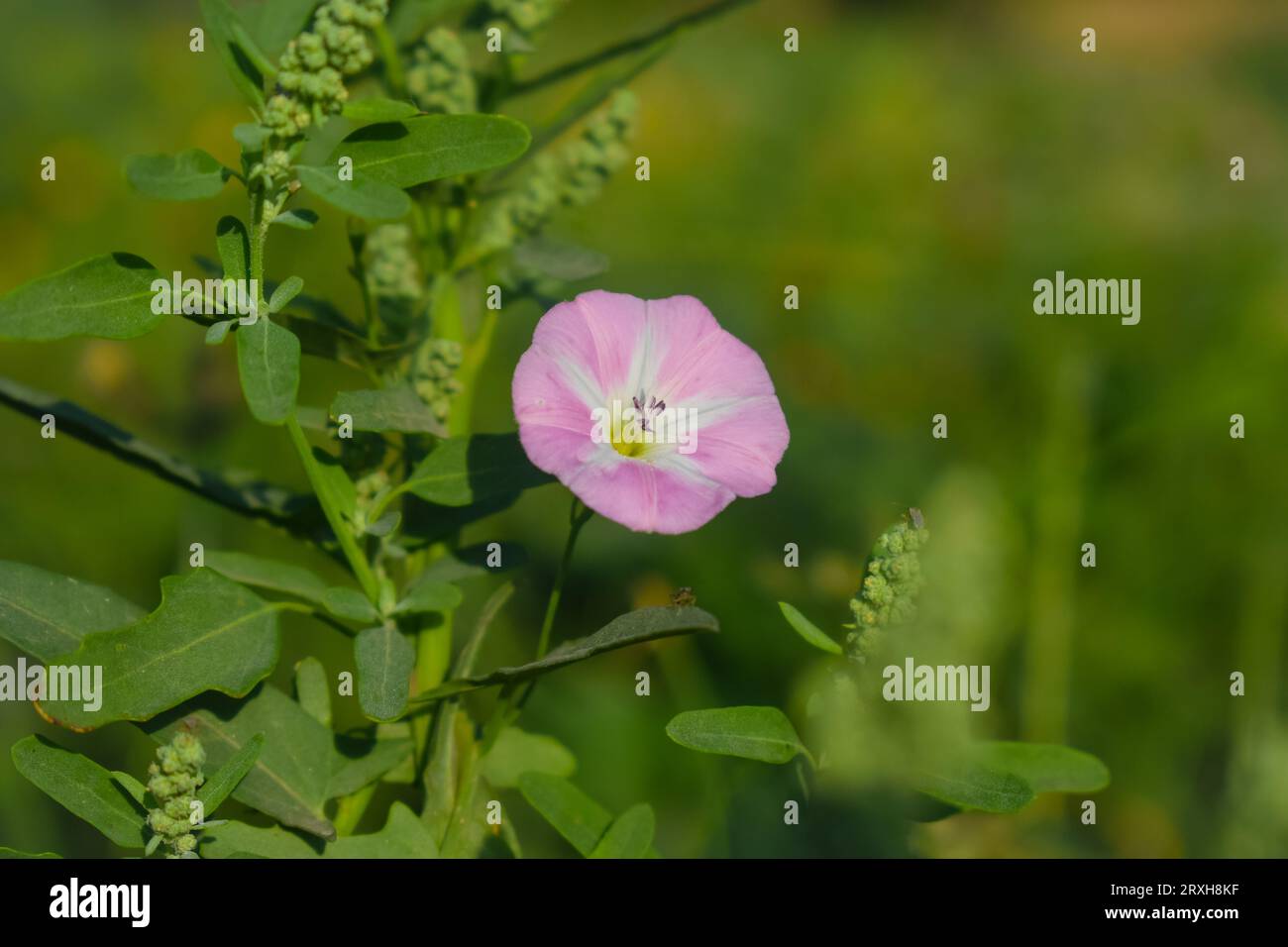 Pianta erbacea perenne erbacea della vite europea o strisciante Jenny o Possession con fiori bianchi aperti e chiusi circondati da fitte foglie verdi Foto Stock