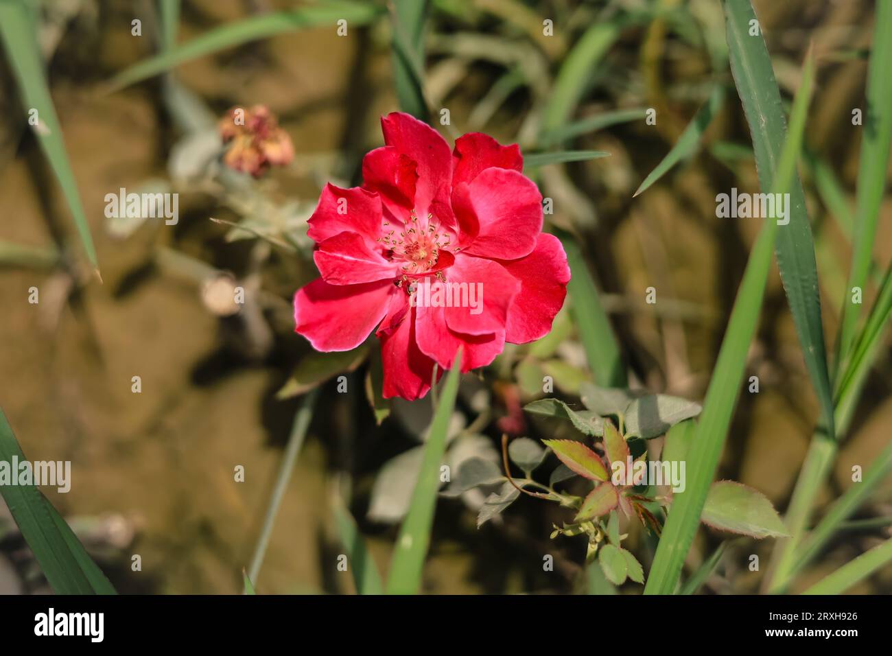 Primo piano della splendida fioritura delle rose nel giardino Flowers. Red Rose. Rose Closeup. Con messa a fuoco selettiva sul soggetto. Foto Stock