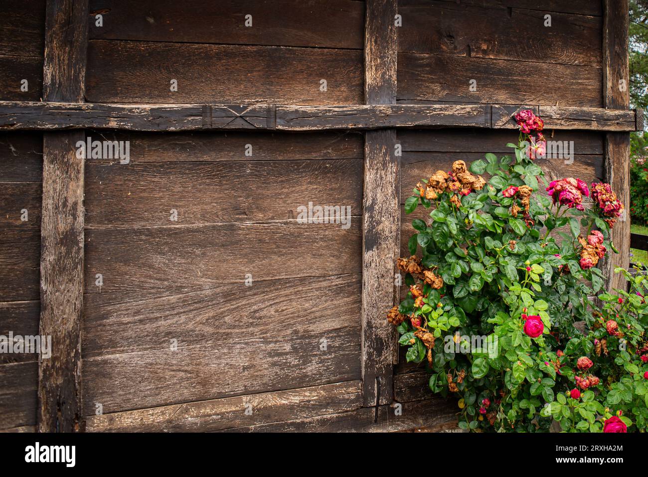 Muro in legno di rustico muro di cabina con fiori, Mionica, Serbia Foto Stock