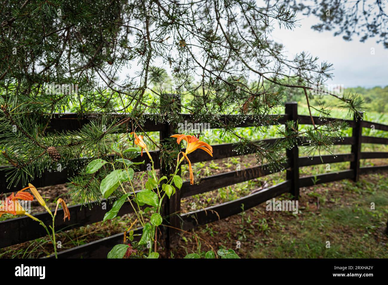 Fiori vicino alla recinzione di legno e cielo buio tempestoso, in paesaggi coltivati, Serbia, Mionica Foto Stock