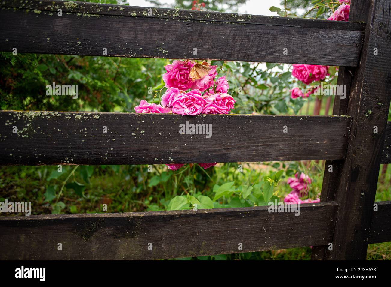 Fiori vicino alla recinzione di legno e cielo buio tempestoso, in paesaggi coltivati, Serbia, Mionica Foto Stock