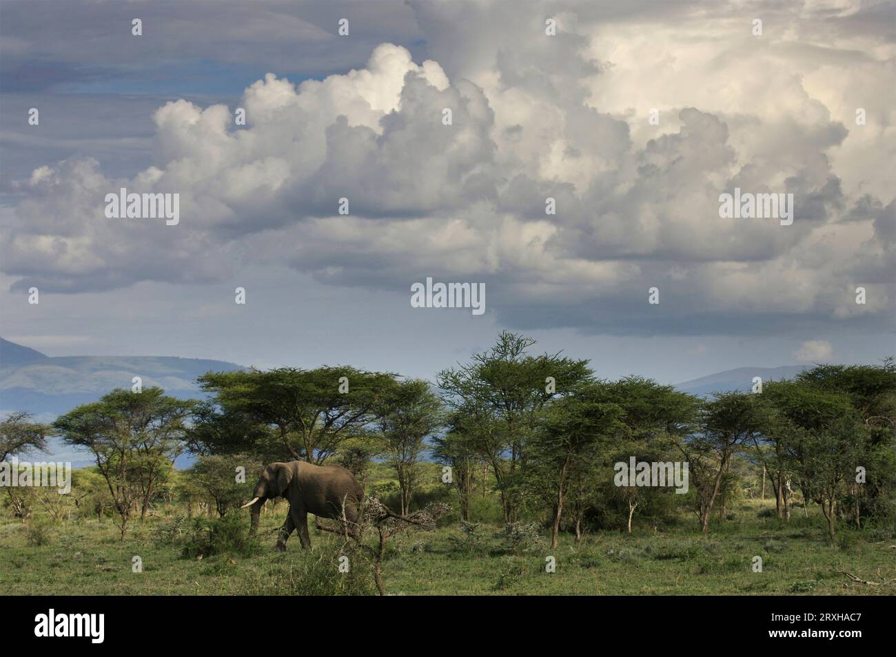 Elefante che cammina attraverso la savana; Serenera, Tanzania Foto Stock