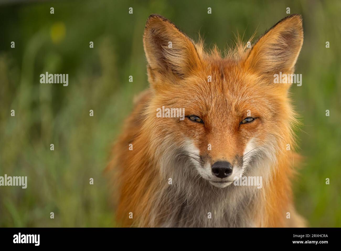 Ritratto ravvicinato di una volpe rossa (Vulpes vulpes); Whitehorse, Yukon, Canada Foto Stock