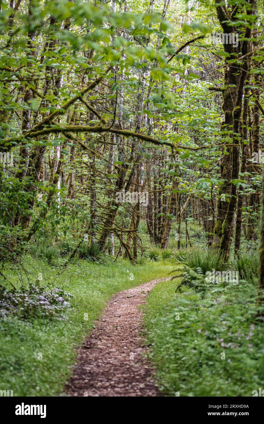 Percorso a piedi attraverso la crescita primaverile in un parco nel Millersylvania State Park nella parte occidentale di Washington, Stati Uniti; Washington, Stati Uniti d'America Foto Stock