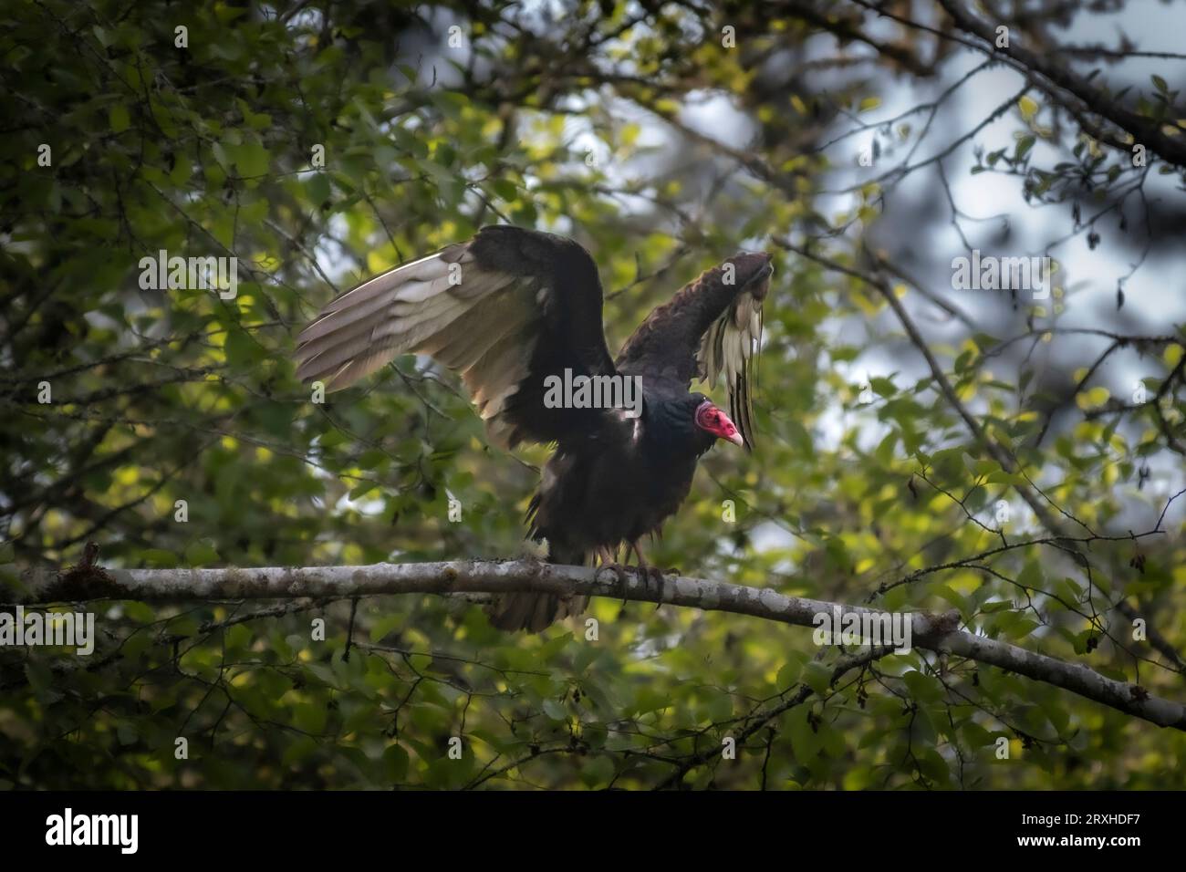 Avvoltoio di tacchino adulto (Cathartes aura) arroccato su un albero pronto a prendere il volo; Olympia, Washington, Stati Uniti d'America Foto Stock
