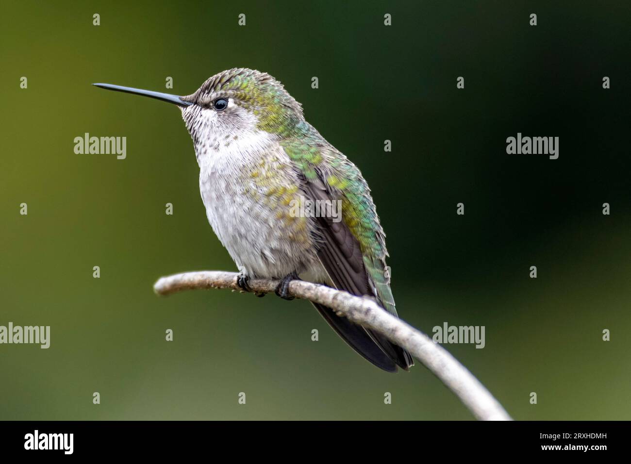 Colorata colibrì Anna (Calypte Anna); Olympia, Washington, Stati Uniti d'America Foto Stock