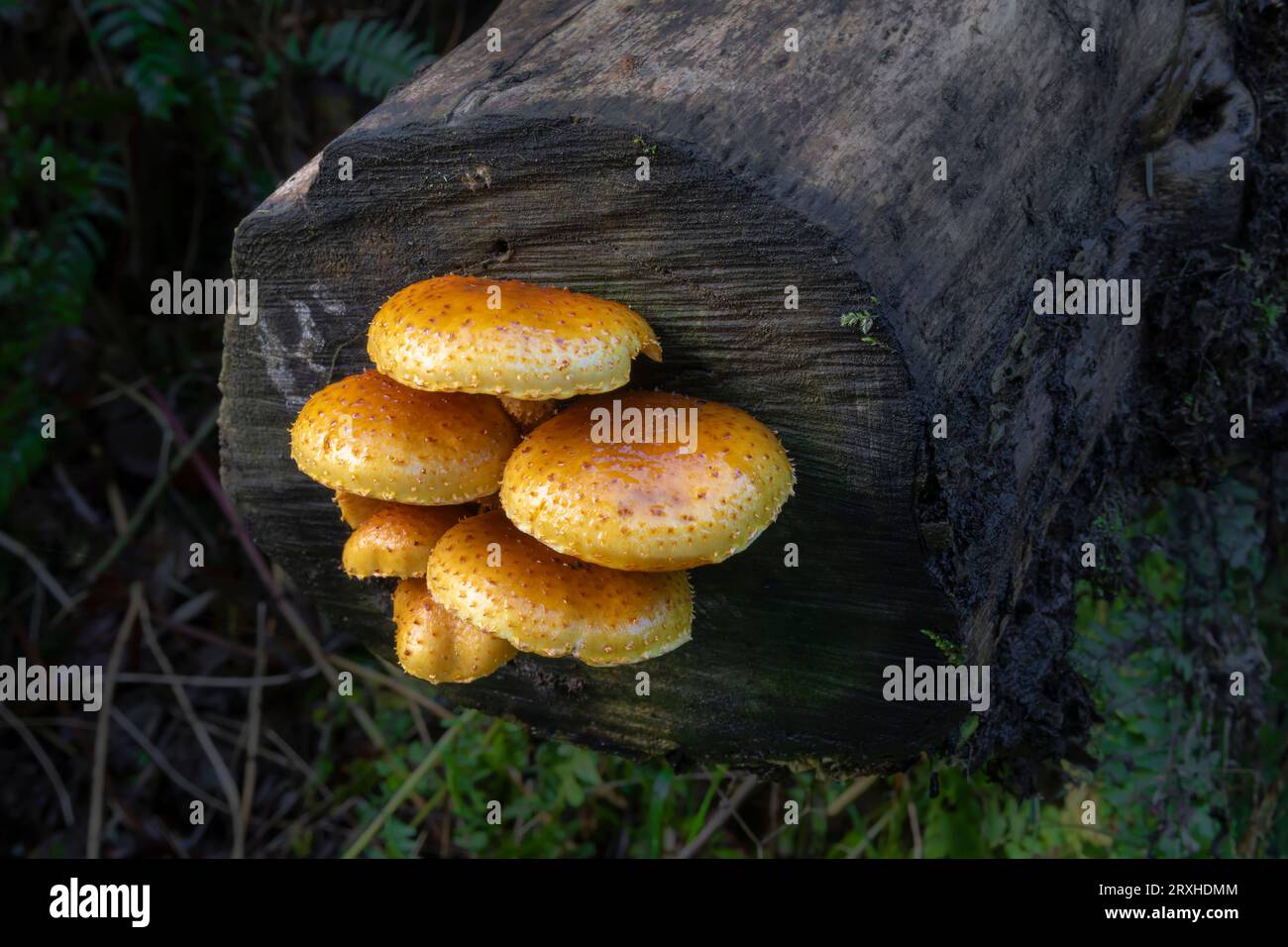 Funghi che crescono alla fine di un tronco nella foresta pluviale nel sud-ovest di Washington; Ilwaco, Washington, Stati Uniti d'America Foto Stock