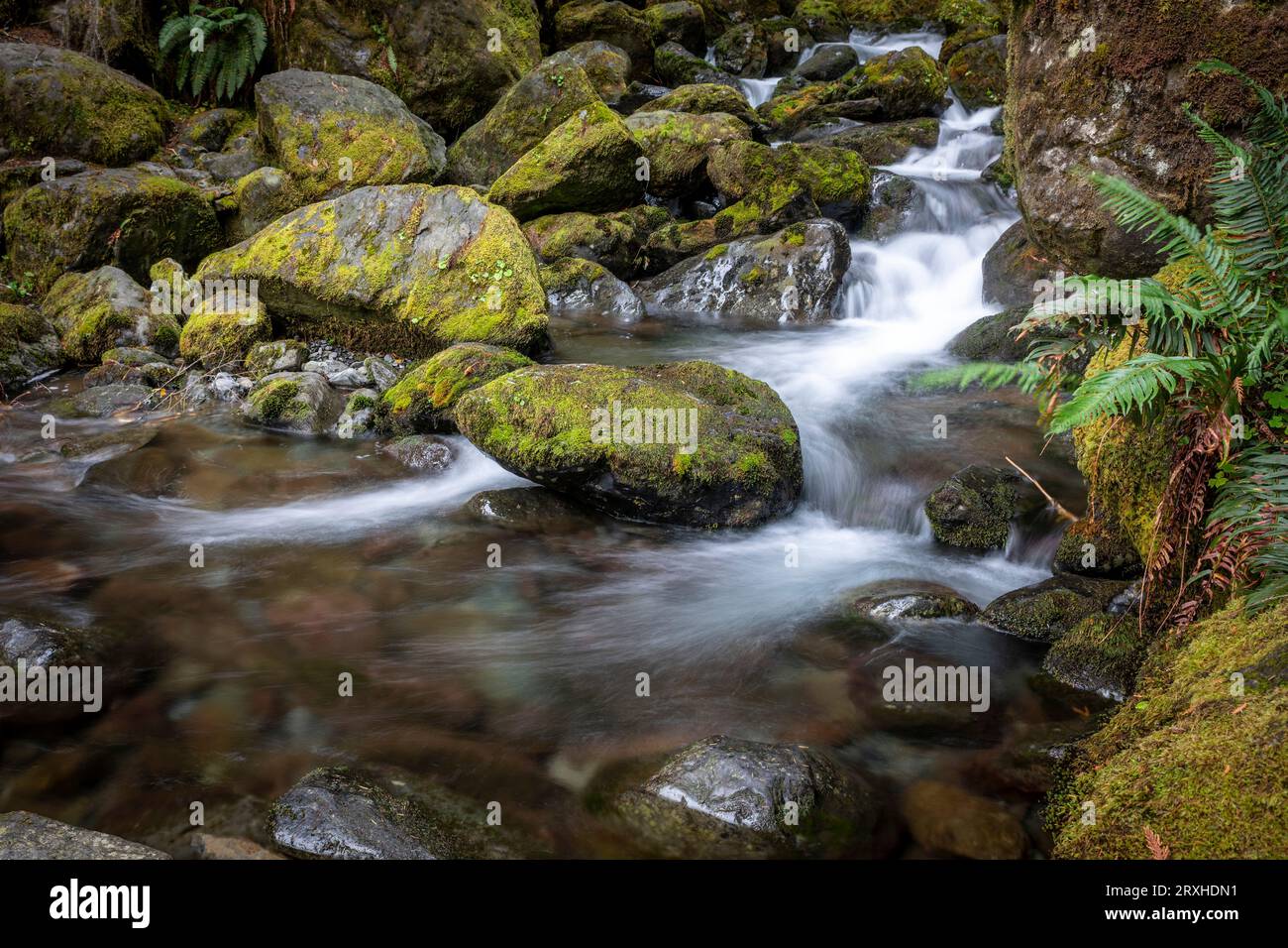 Lunga esposizione di acqua, rocce e muschio delle cascate Bunch nei pressi del lago Quinault nella Olympic National Forest Foto Stock