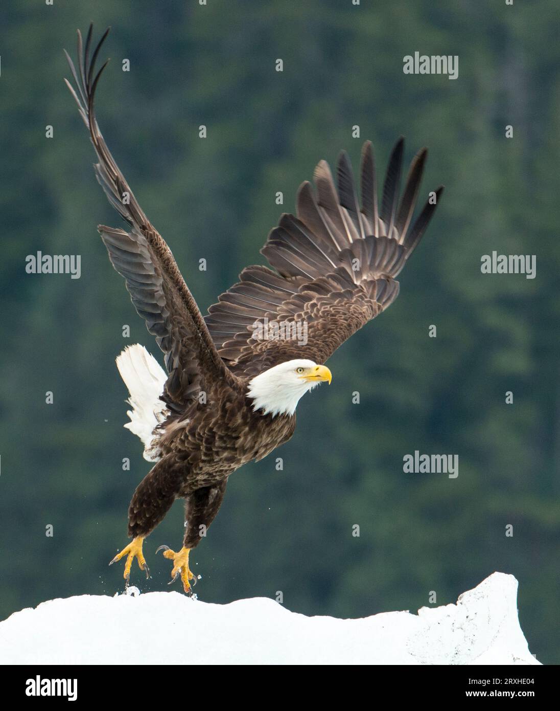 L'aquila calva (Haliaeetus leucocephalus) prende il volo da un tumulo innevato vicino a Petersburg, Inside Passage, Alaska, Stati Uniti; Alaska, Stati Uniti d'America Foto Stock