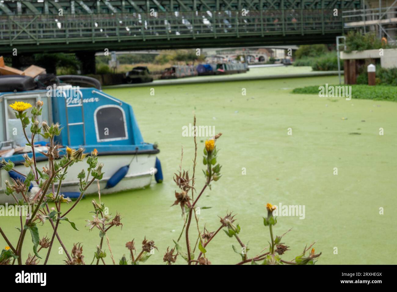 Percorso a parte, erbaccia verde Foto Stock