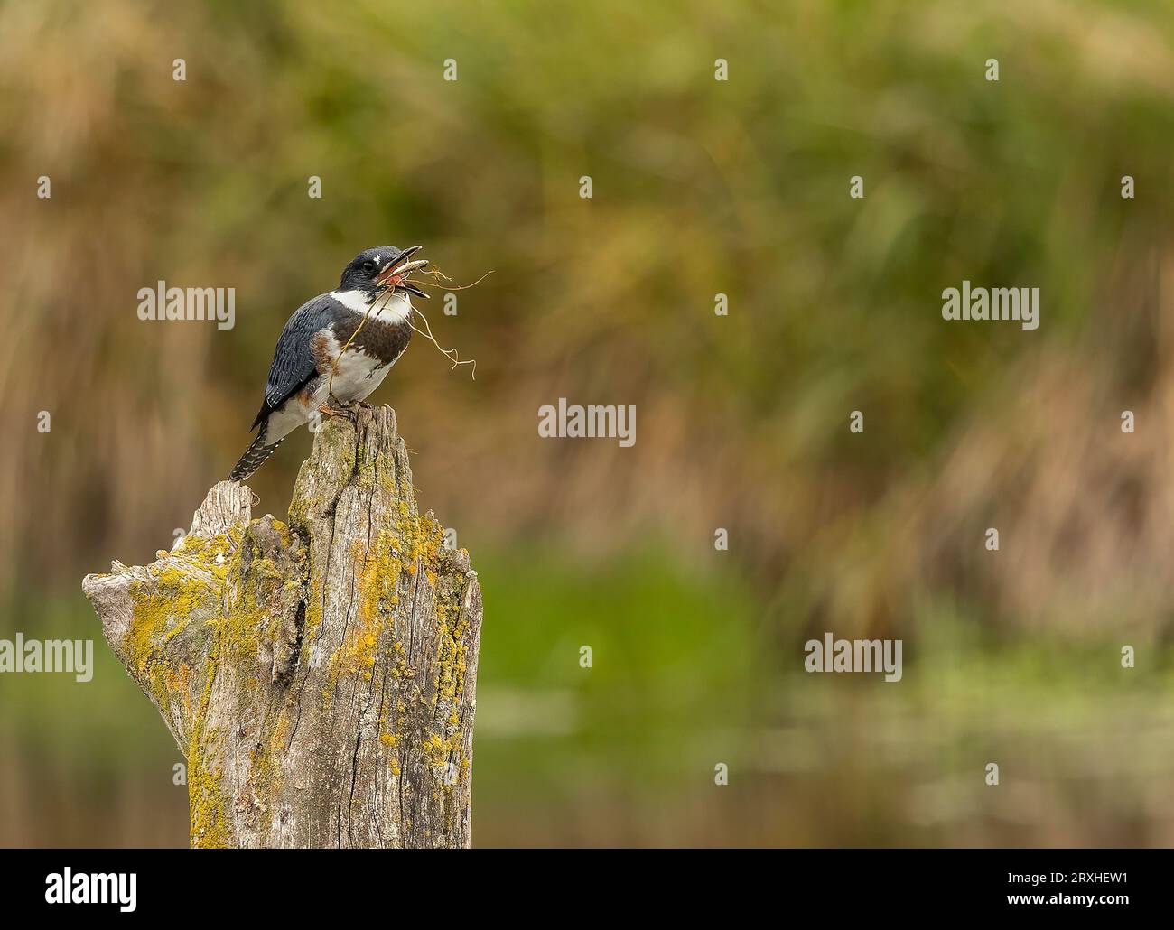 Posatoi di uccelli su un ceppo di albero di muschio con materiale di nidificazione nella sua bocca; Alaska, Stati Uniti d'America Foto Stock